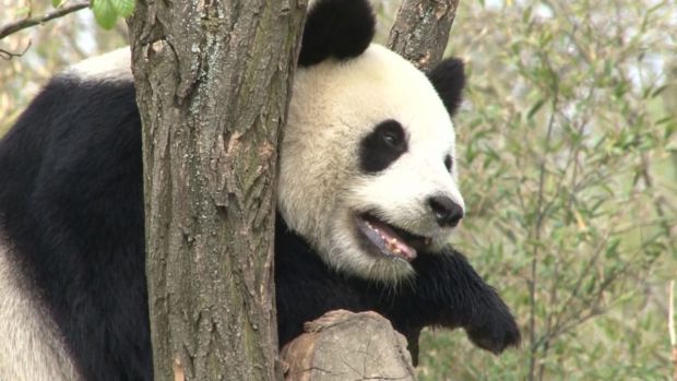 preview image for Tierische Neuigkeiten: Pandas sterben nicht aus