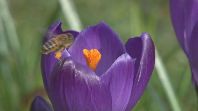 go to Blumen, Bienen, Bummler: Mini-Frühlingserwachen