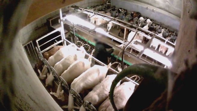 go to Skandal in NRW: Peta-Video zeigt gequälte Milchziegen