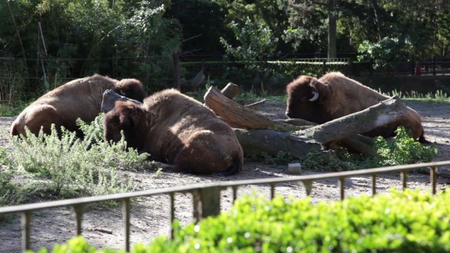 go to Schwierige Umsiedlung: Zoo von Buenos Aires wird modern