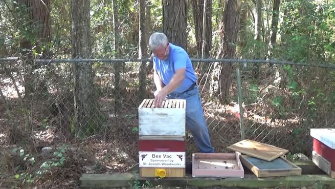 go to Emsige Bienchen: Imker siedelt Bienenstock um