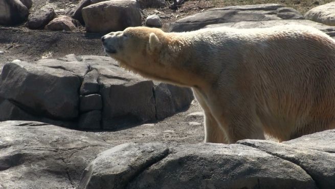 go to Was man über Eisbären wissen sollte